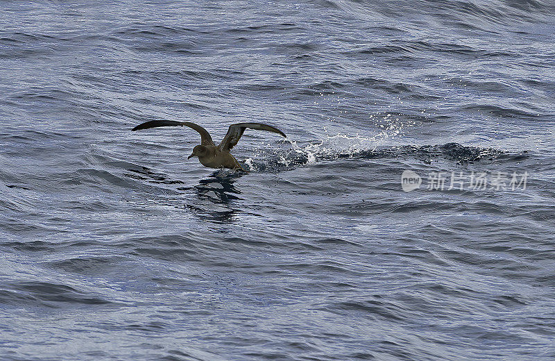 灰鹱(Puffinus griseus)是原蛾海鸟科中一种中-大型海鸥。在新西兰，它也以Māori的名字tītī和“羊肉鸟”而闻名，